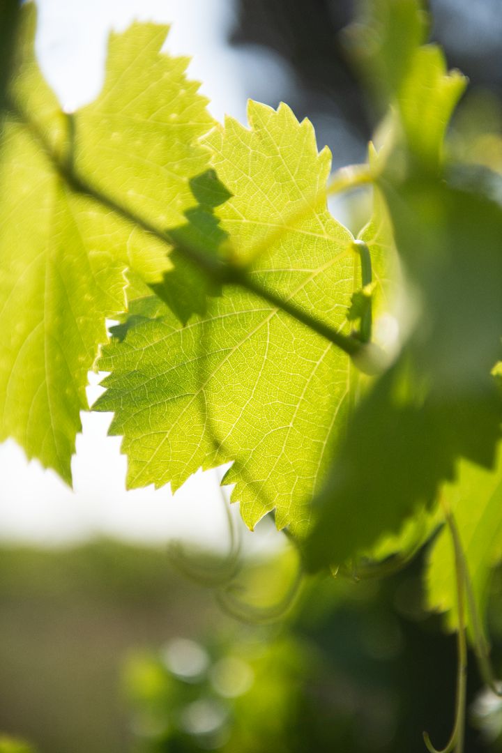 Gros plan de feuilles vertes translucides, éclairées par une lumière vive, avec des zones floues en arrière-plan