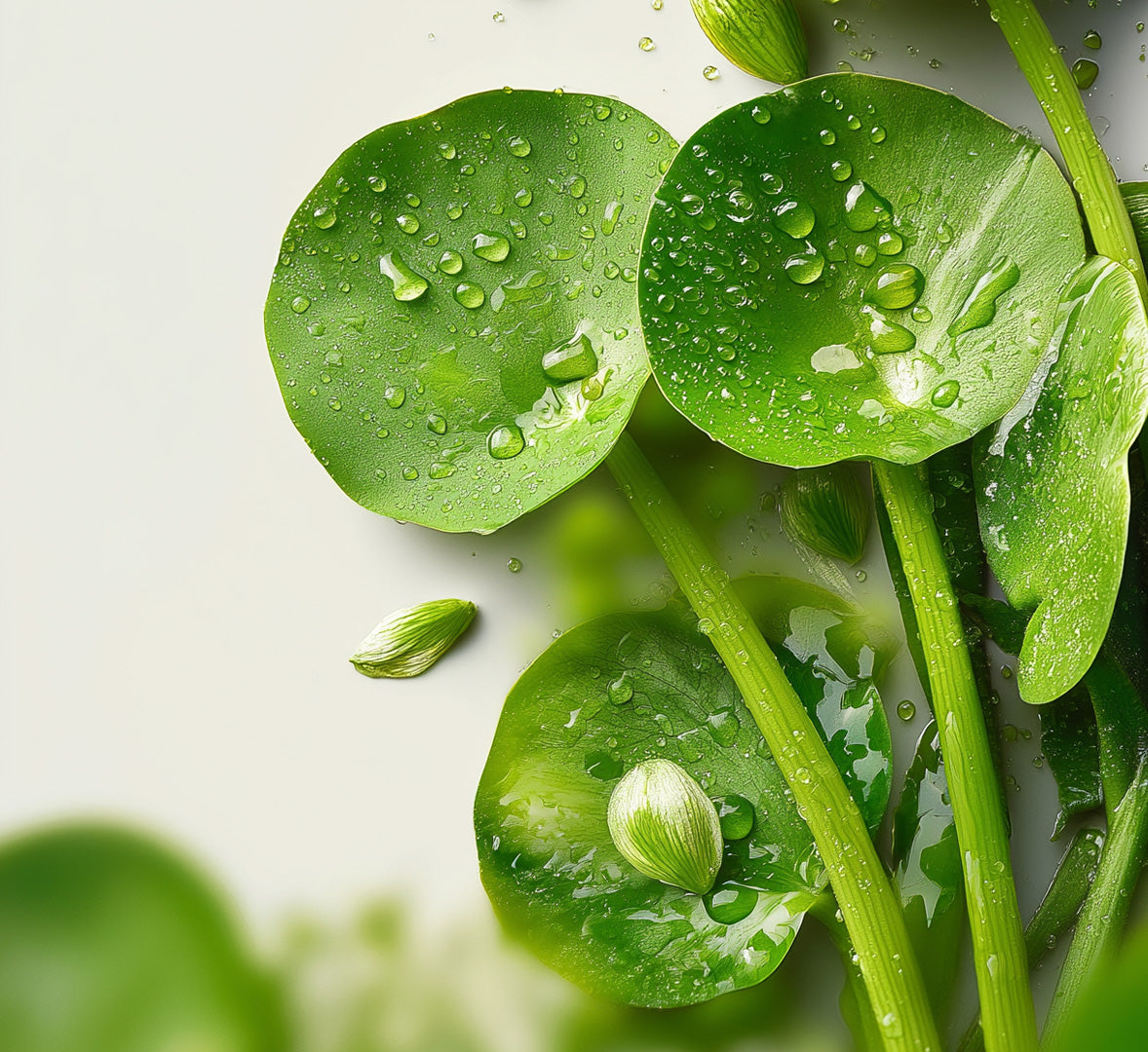 Beau Domaine Skincare by Brad Pitt & Famille Perrin