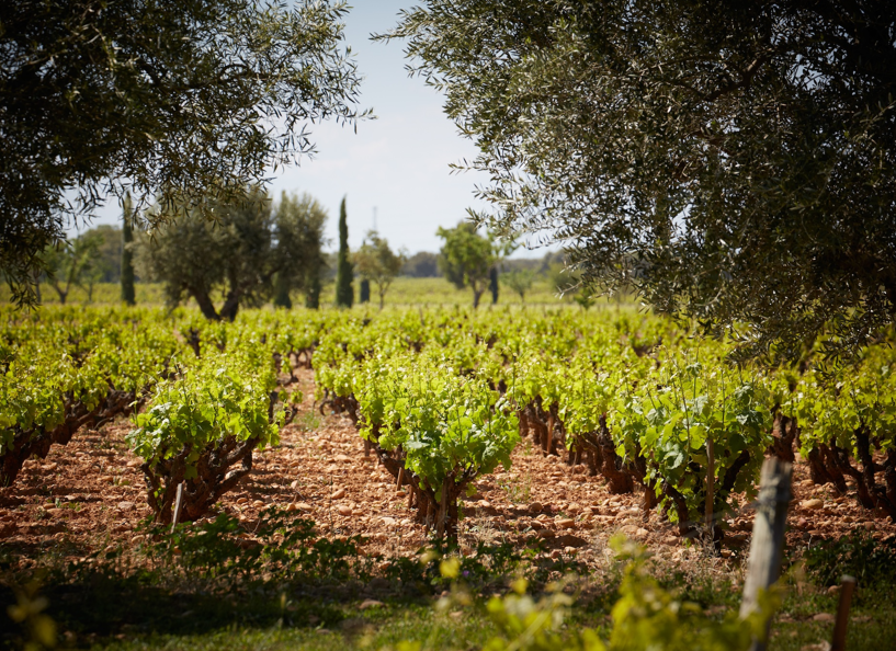 Beau Domaine Skincare by Brad Pitt & Famille Perrin