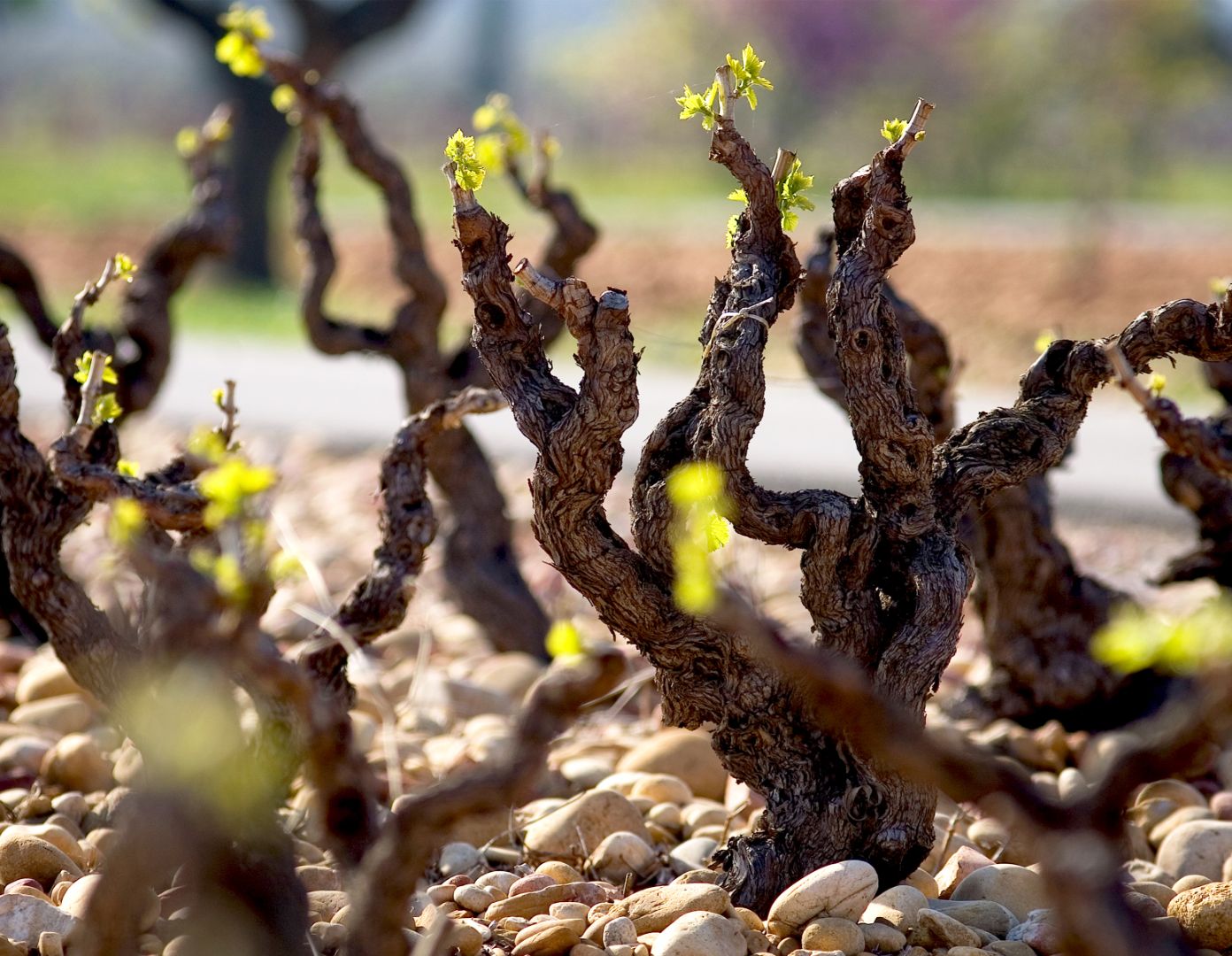 Beau Domaine Skincare by Brad Pitt & Famille Perrin