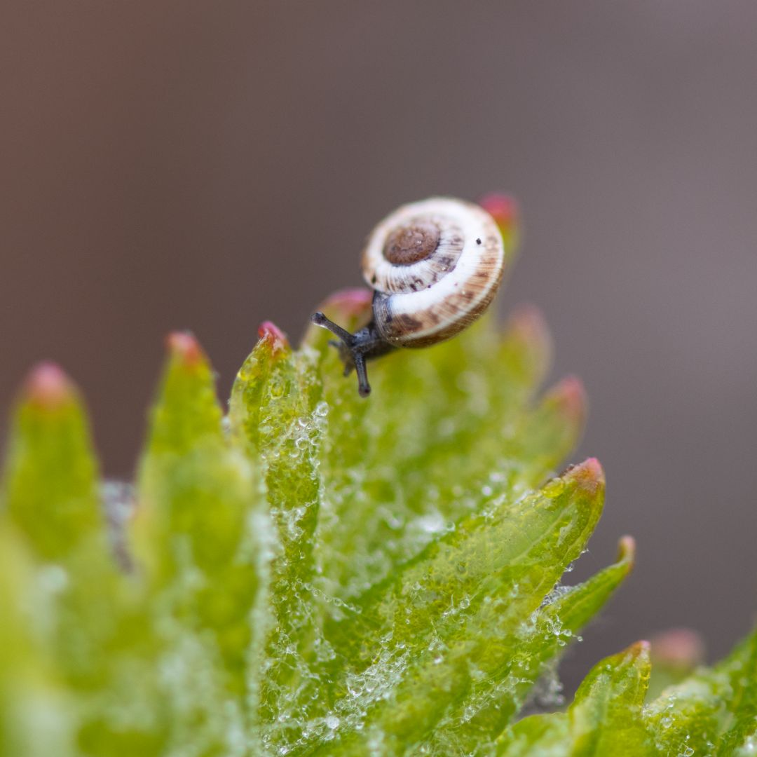 Beau Domaine Skincare by Brad Pitt & Famille Perrin