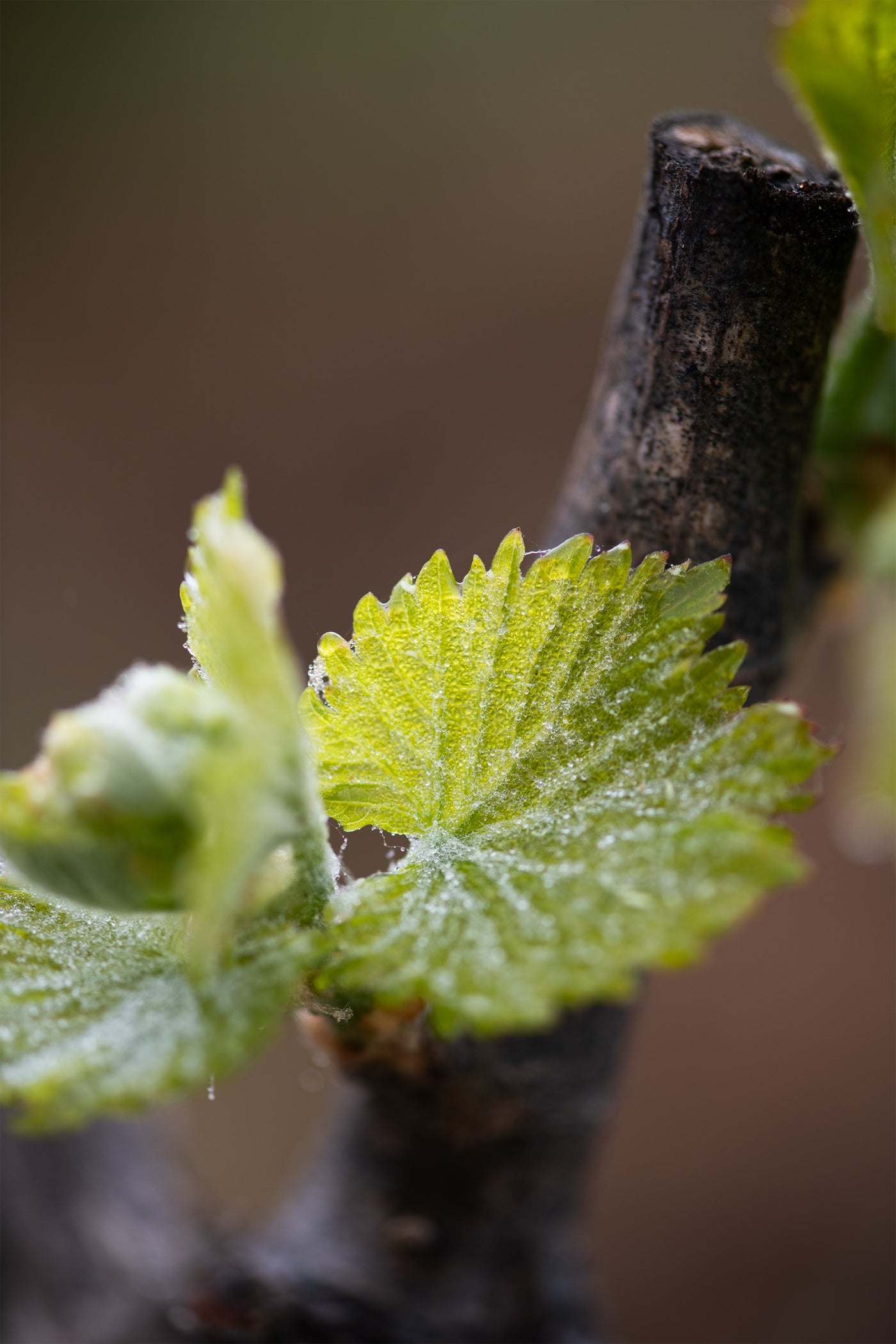 Beau Domaine Skincare by Brad Pitt & Famille Perrin