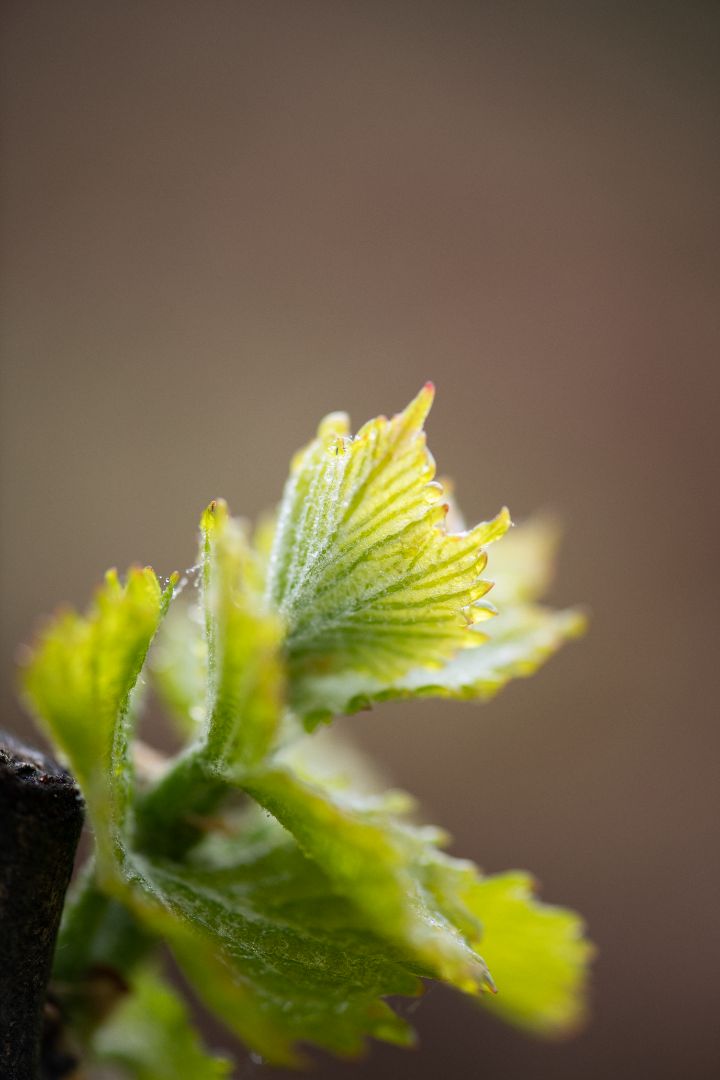 Beau Domaine Skincare by Brad Pitt & Famille Perrin