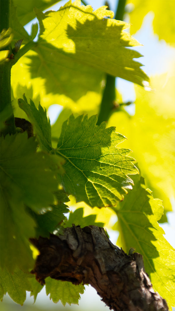 Feuilles vertes au premier plan avec une lumière naturelle intense et un arrière-plan flou.