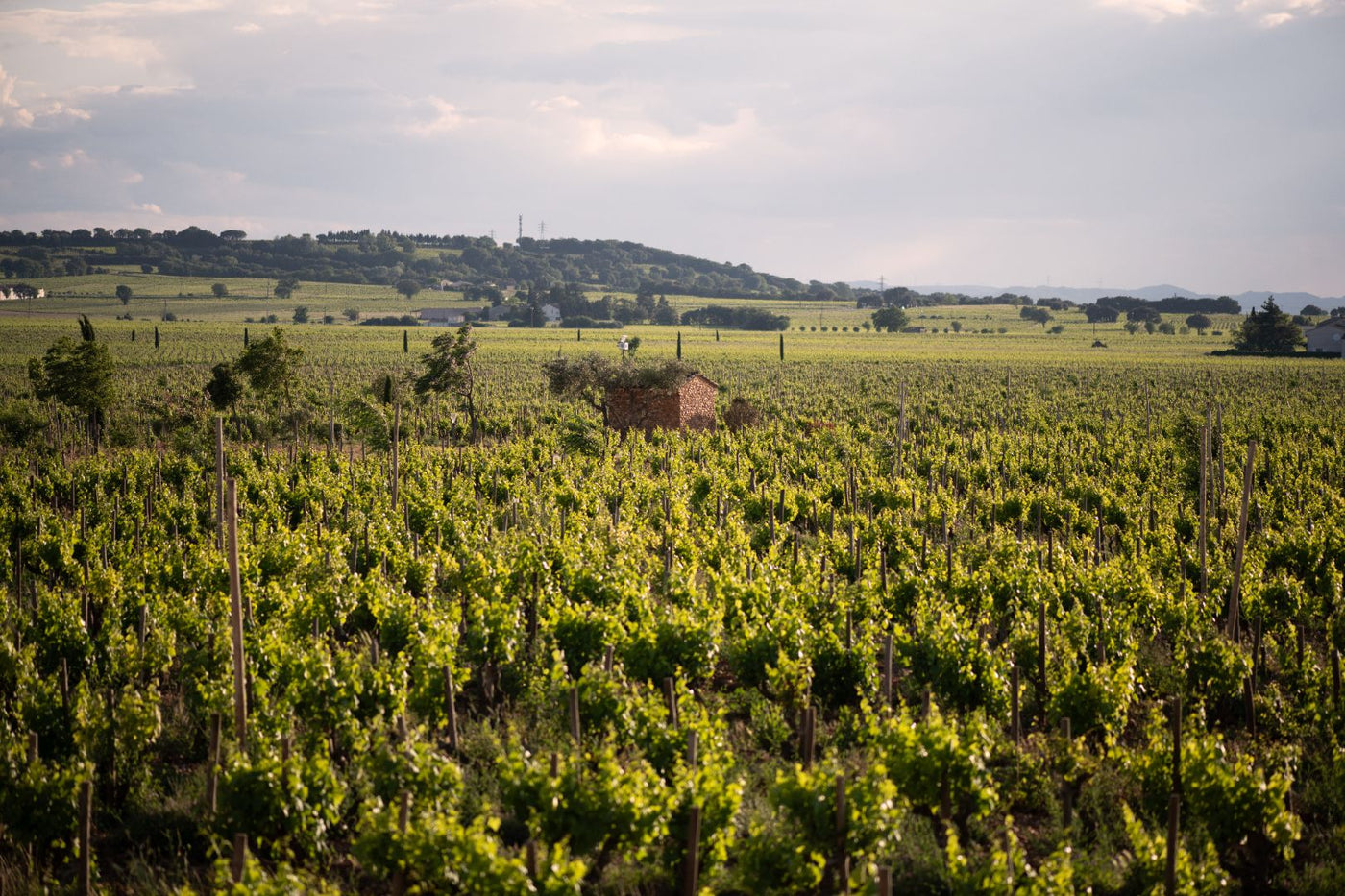 Beau Domaine Skincare by Brad Pitt & Famille Perrin