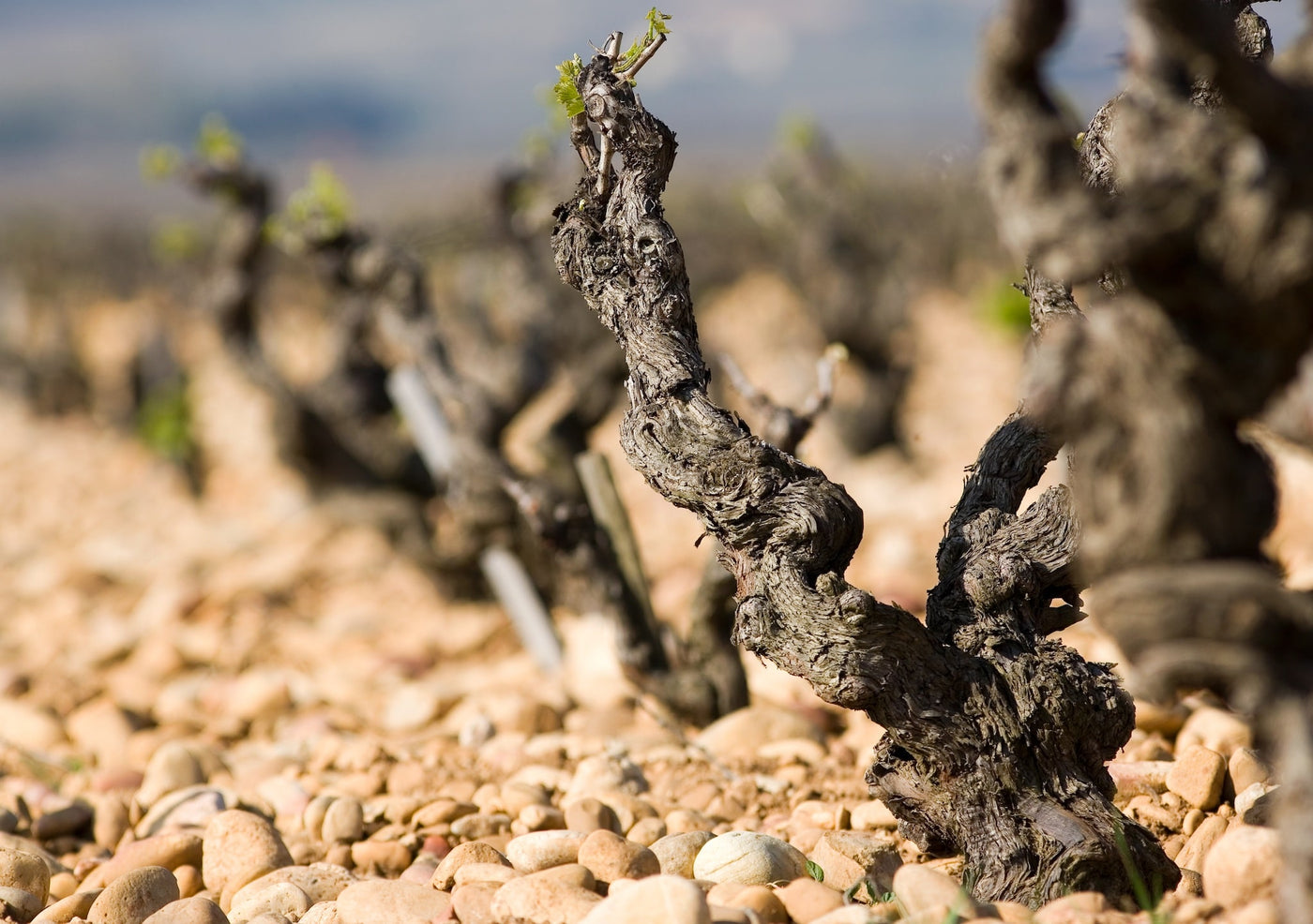 Beau Domaine Skincare by Brad Pitt & Famille Perrin